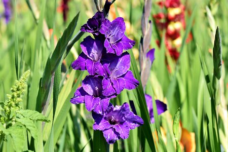 Sword flower blossom bloom