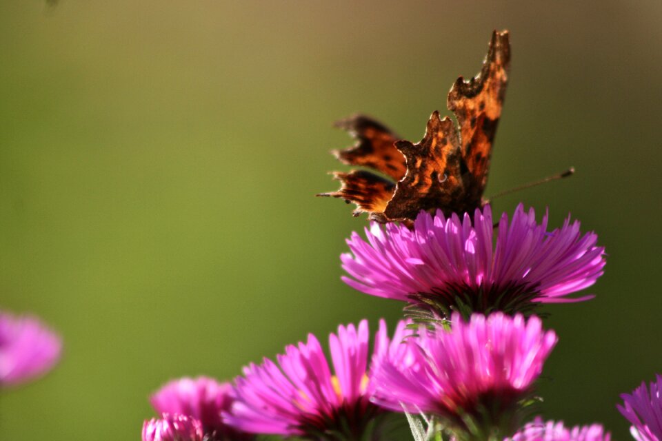 Aster blossom bloom