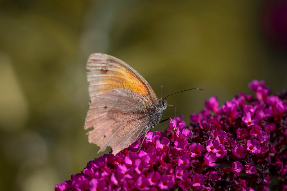 Satyrinae insect flight insect