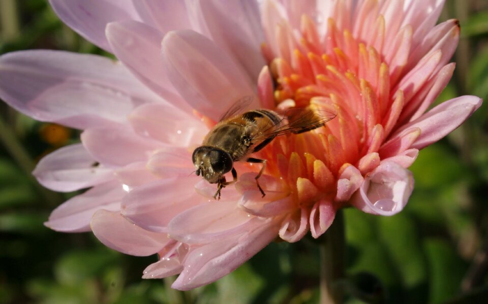 Flowers macro insect