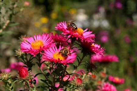 Asters pink honey bees