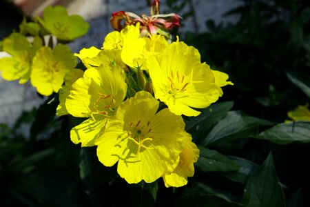 Nature yellow flower yellow photo