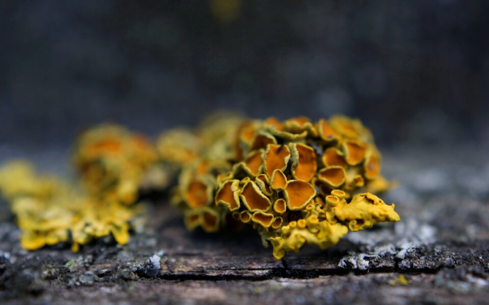 Nature leaves mushrooms