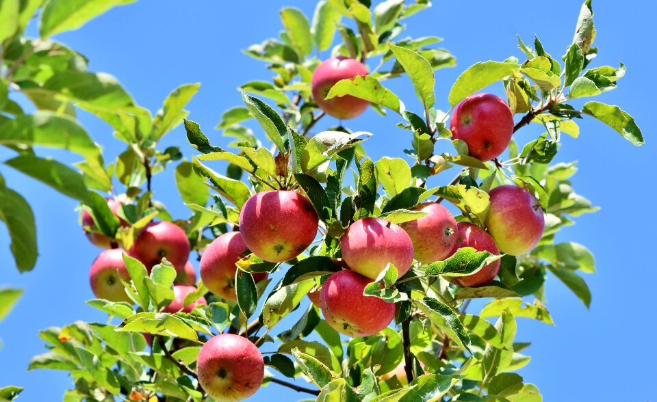 Apple orchard branch fruit trees