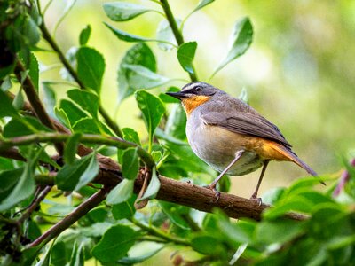 Nature wildlife animal
