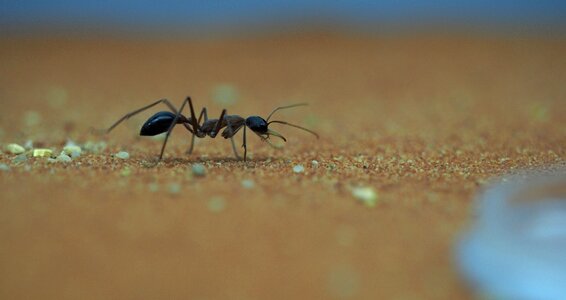 Macro insect close up