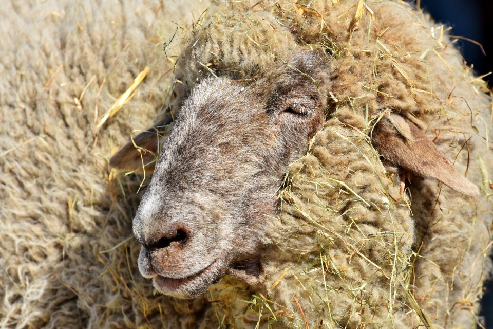 Livestock sheep's wool sheep face