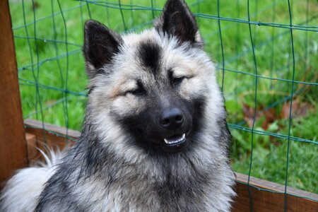 Muzzle black eurasier dog breed