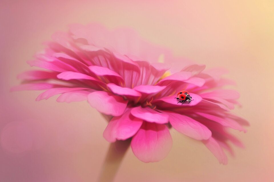 Bloom flower nature