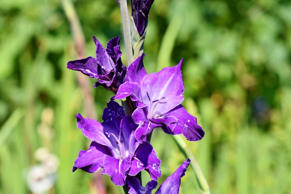 Sword flower blossom bloom