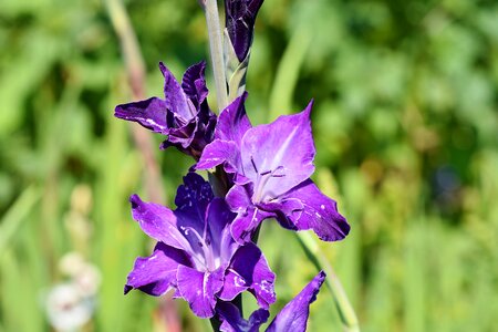 Sword flower blossom bloom photo