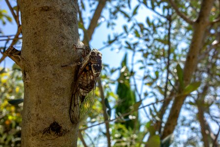 Tree cicadidae hétérométaboles