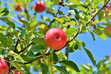 Apple orchard branch fruit trees photo