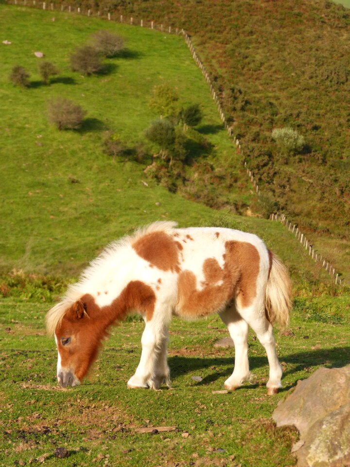 Equine prado pastures