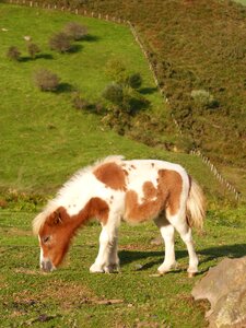 Equine prado pastures