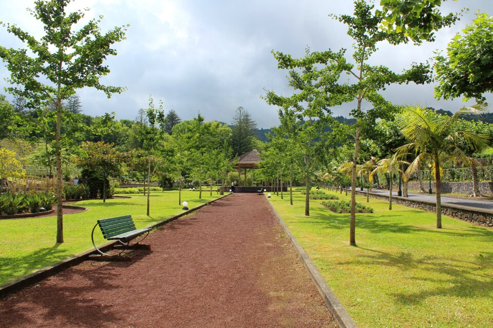 Nature landscape trees