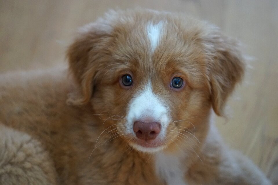 Tolleri dog retriever