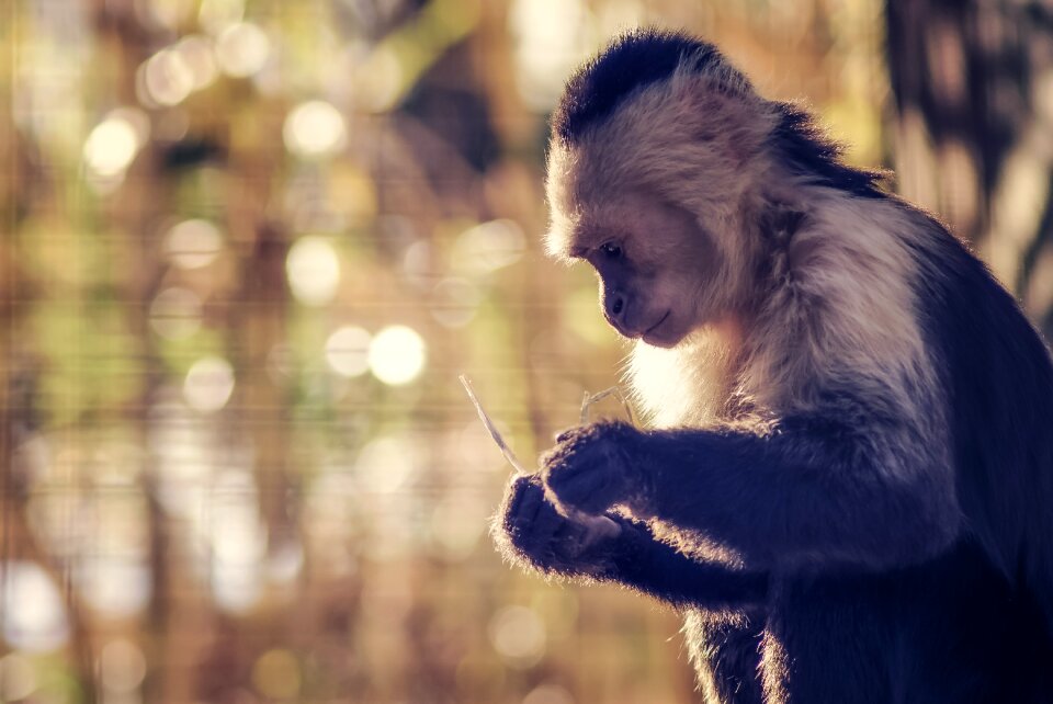 Ponder think thought