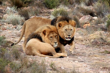 Lion safari safari park