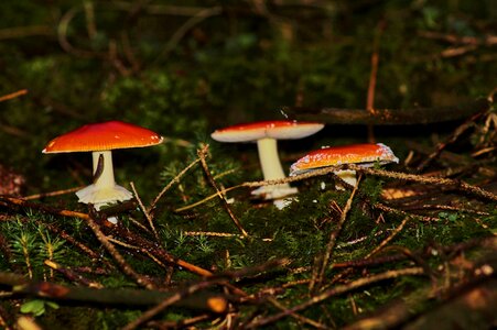 Autumn cap nature