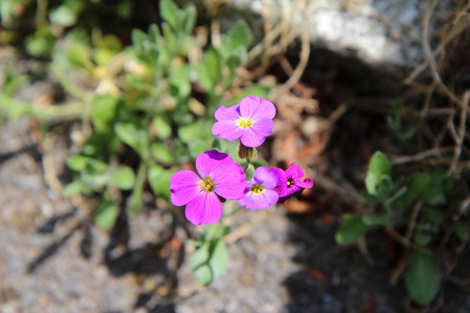 Flowering perennial petals violets