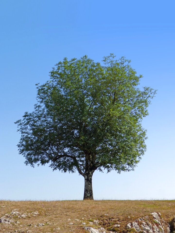 Symbol prado isolated tree