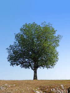 Symbol prado isolated tree