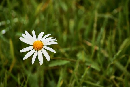 Bloom white flower photo