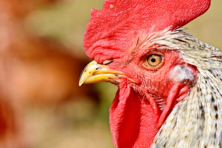 Poultry eye comb photo