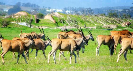 Wild africa savannah photo