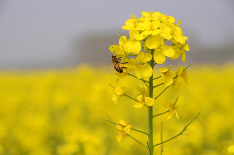 Nature plant bee