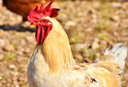 Poultry eye comb photo