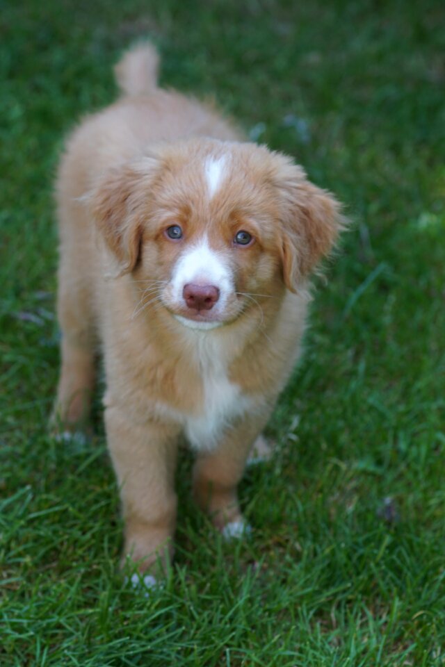 Cute wonderful retriever
