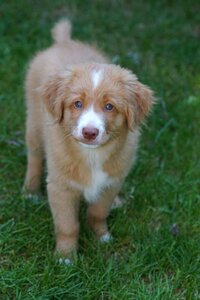 Cute wonderful retriever