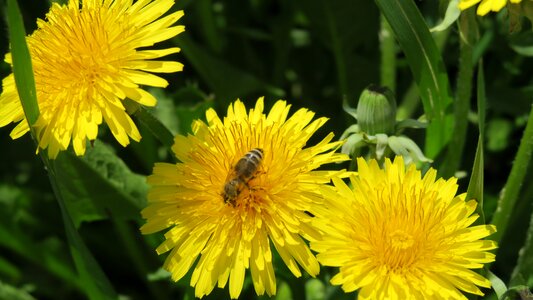 Bee opileni dandelions