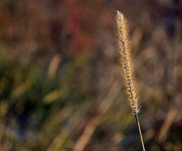 Fields outdoors meadow photo