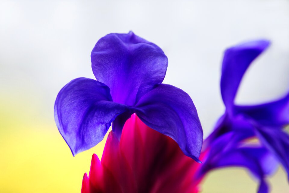 Plant flora blossom