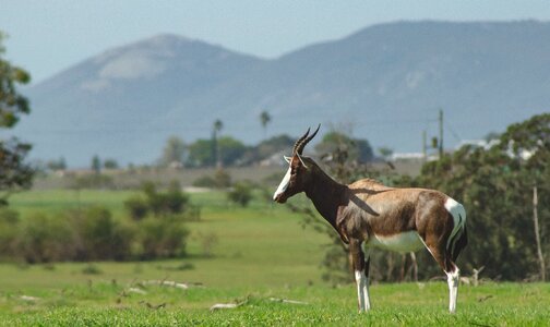 Antelope nature animal