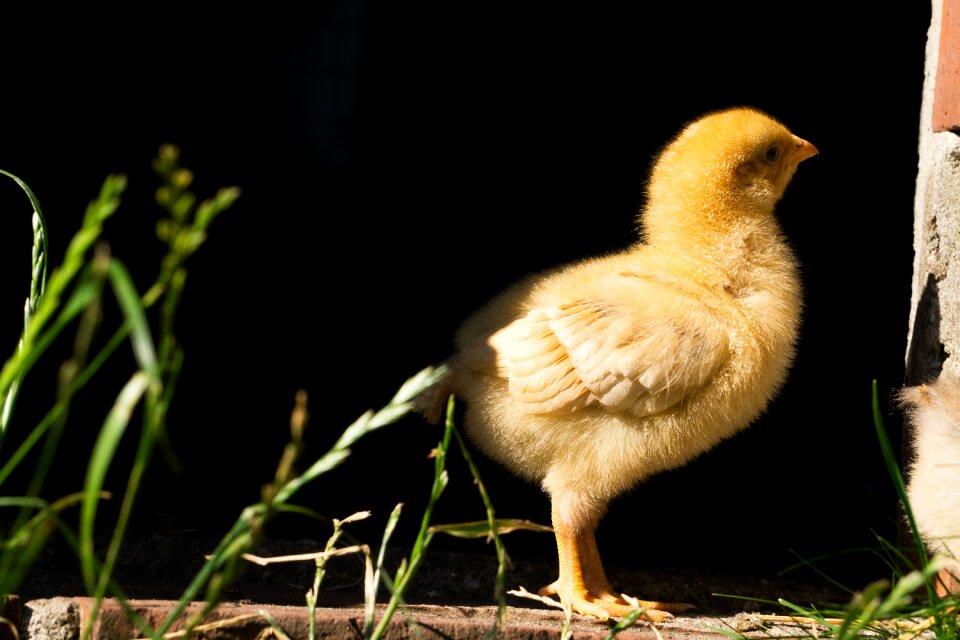 Poultry sweet cute photo