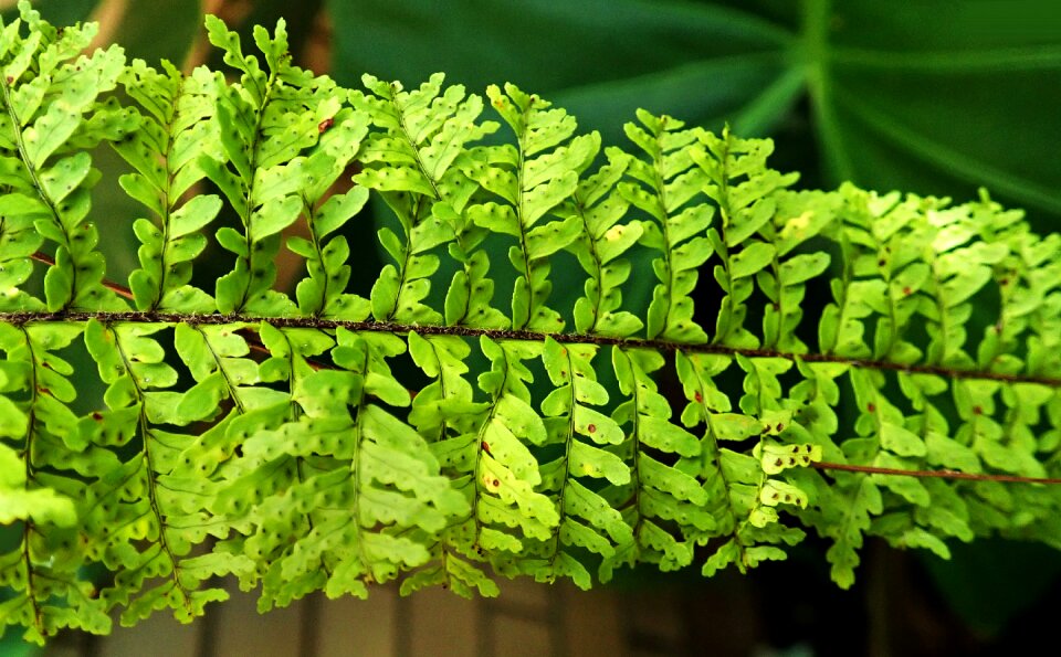 Foliage plant garden