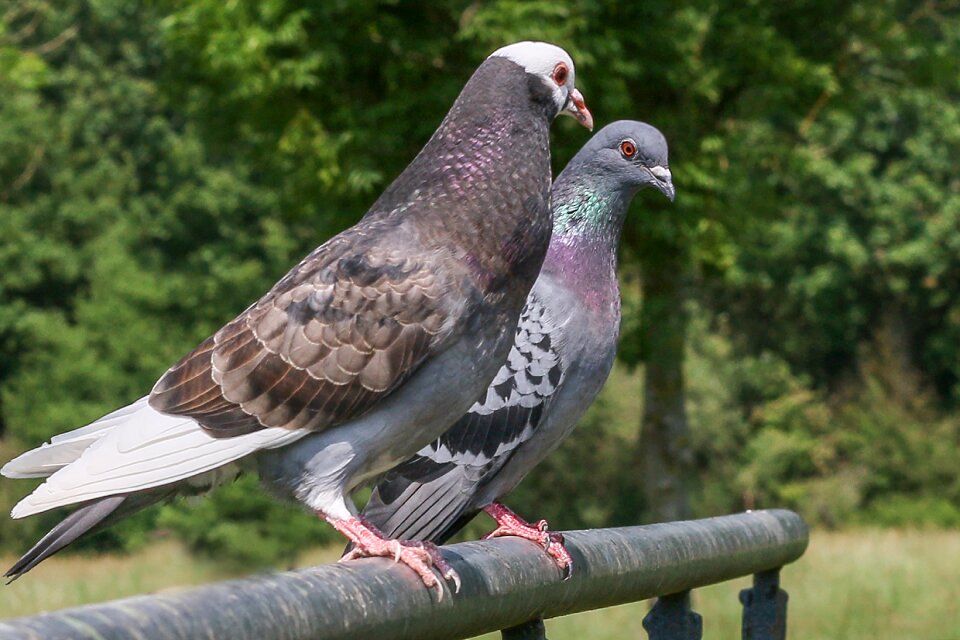 City pigeon nature street deaf