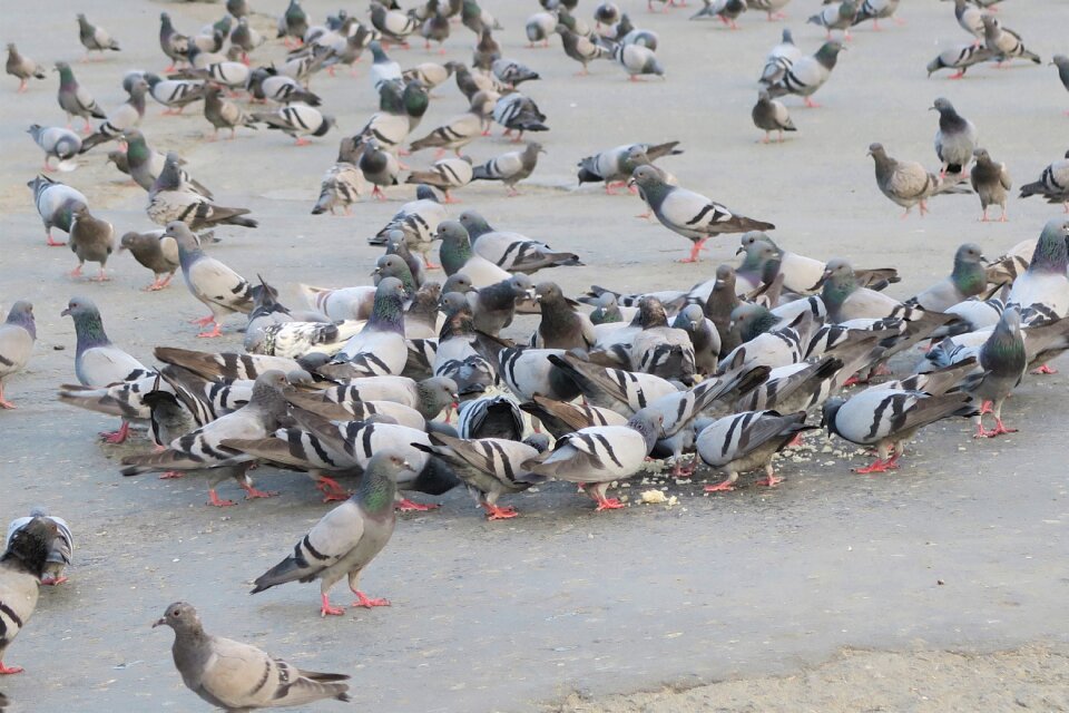 Birds pigeon Free photos