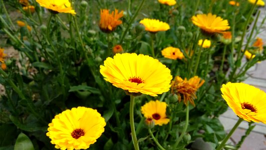 Flower vishal anand chynybekov