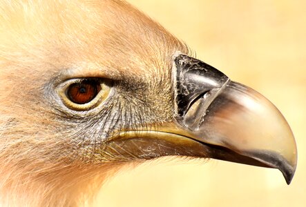 Scavengers raptor animal photo