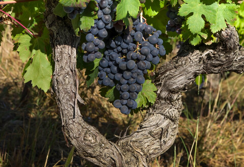 Cluster vine vintage
