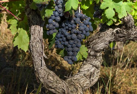 Cluster vine vintage