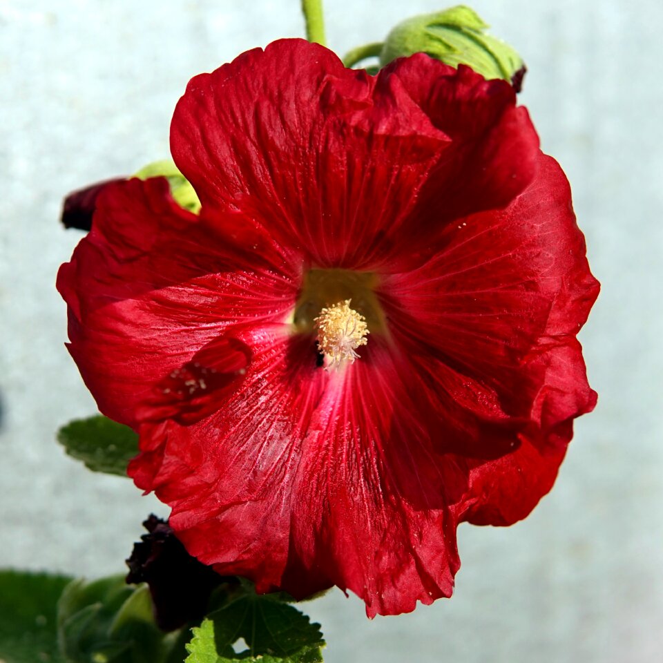 Bloom stock rose garden flower