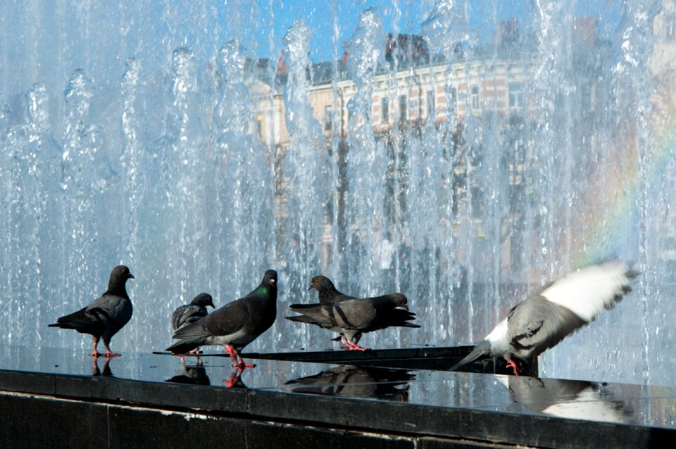 The colors of the rainbow pigeons spray