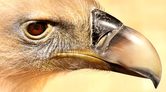 Scavengers raptor animal photo