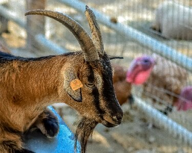 Portrait livestock animal park photo